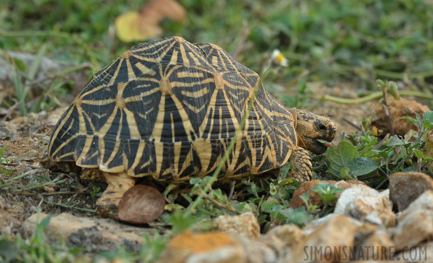 Geochelone elegans [550 mm, 1/160 Sek. bei f / 8.0, ISO 3200]